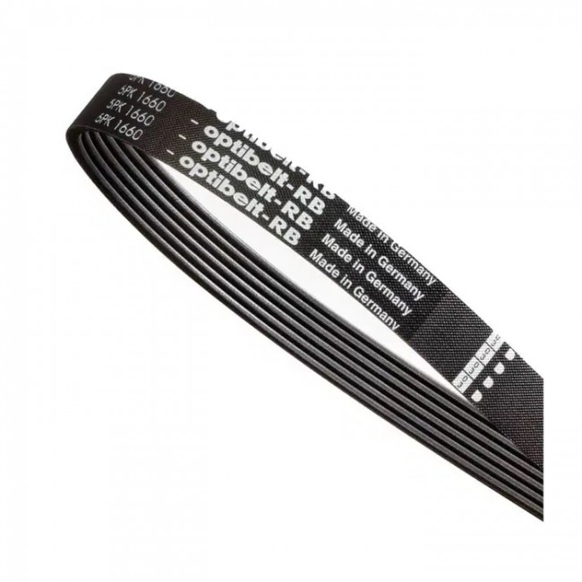 82294 CINGHIA DENTATA RACOON  PK1180